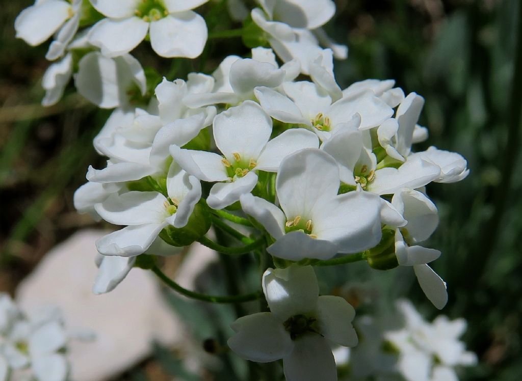 Phyllolepidum rupestre / Alisso rupestre